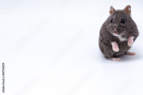 Small brown mouse. Brown hamster on white background