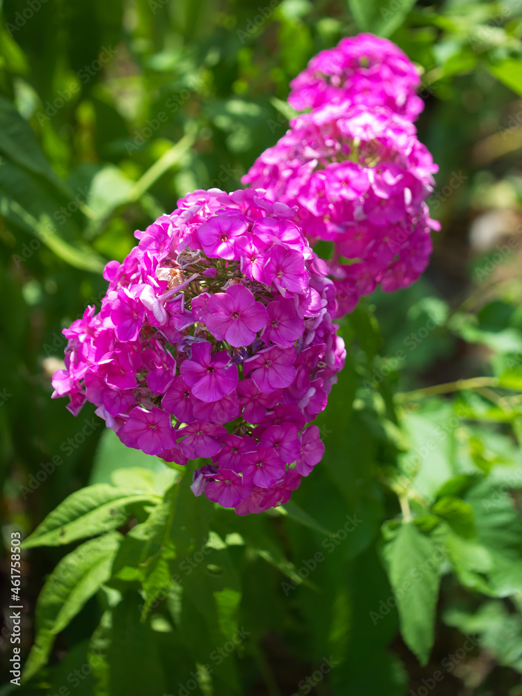 Inflorescence of pink phlox flowers close-up. Lots of pink flowers. Inflorescence of pink phlox flowers close-up. Lots of pink flowers.