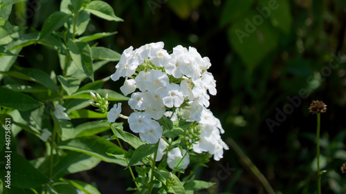 There are many white phlox flowers on the stem of the plant. Inflorescence of white flowers, close-up.