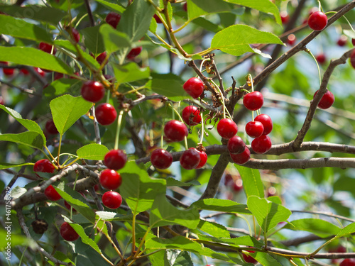 Cherry tree branches with berries. Ripe cherries on a tree.