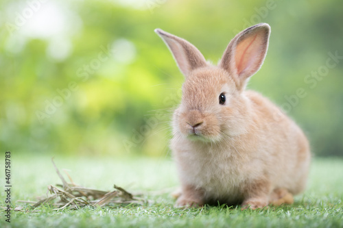 A adorable brown bunny sitting on green grass with dry grass, looking for feeding food in the garden. Cute animal and pet.