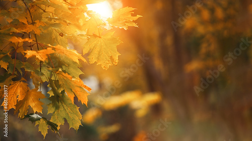 Yellow maple leaves during autumn season with warm sunlight from behind. Fall park on blurry background 