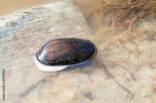 Wild mussel closeup on the shore of a fresh northern european river with clear water. photo