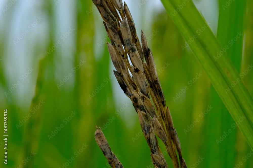 Fototapeta premium close up of reed