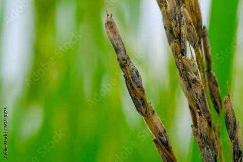 a spider on the grass