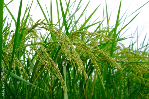 green grass isolated on white