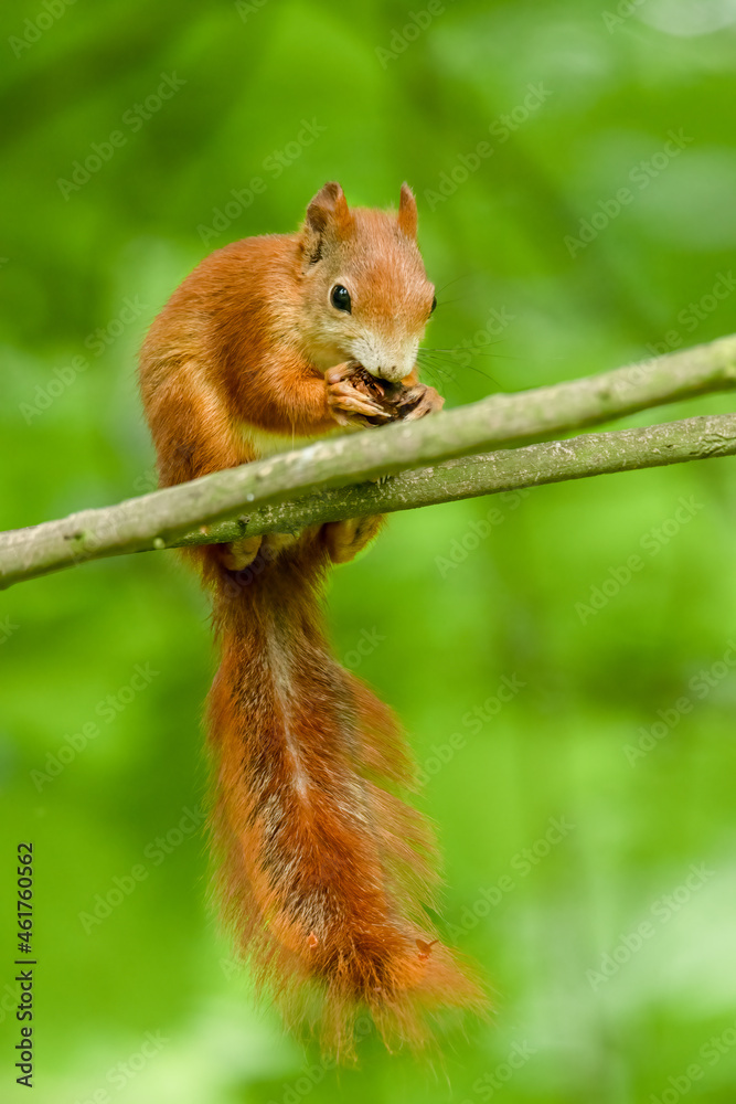 Red squirrel (Sciurus vulgaris) an adorable furry mammal living in the forest. Detailed portrait of a wild cute squirrel sitting on a tree with soft green background. Czech Republic Red squirrel (Sciurus vulgaris) an adorable furry mammal living in the forest. Detailed portrait of a wild cute squirrel sitting on a tree with soft green background. Czech Republic