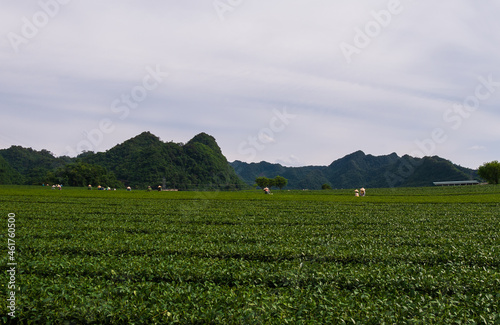 Champs de th   dans le nord Vietnam.
