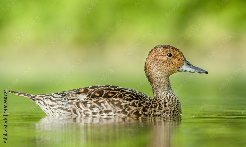 Obraz premium Northern pintail (Anas acuta) swimming on a small beautiful lake. Detailed portrait of a rare colourful duck in its habitat with soft background. Wildlife scene from nature. Czech Republic