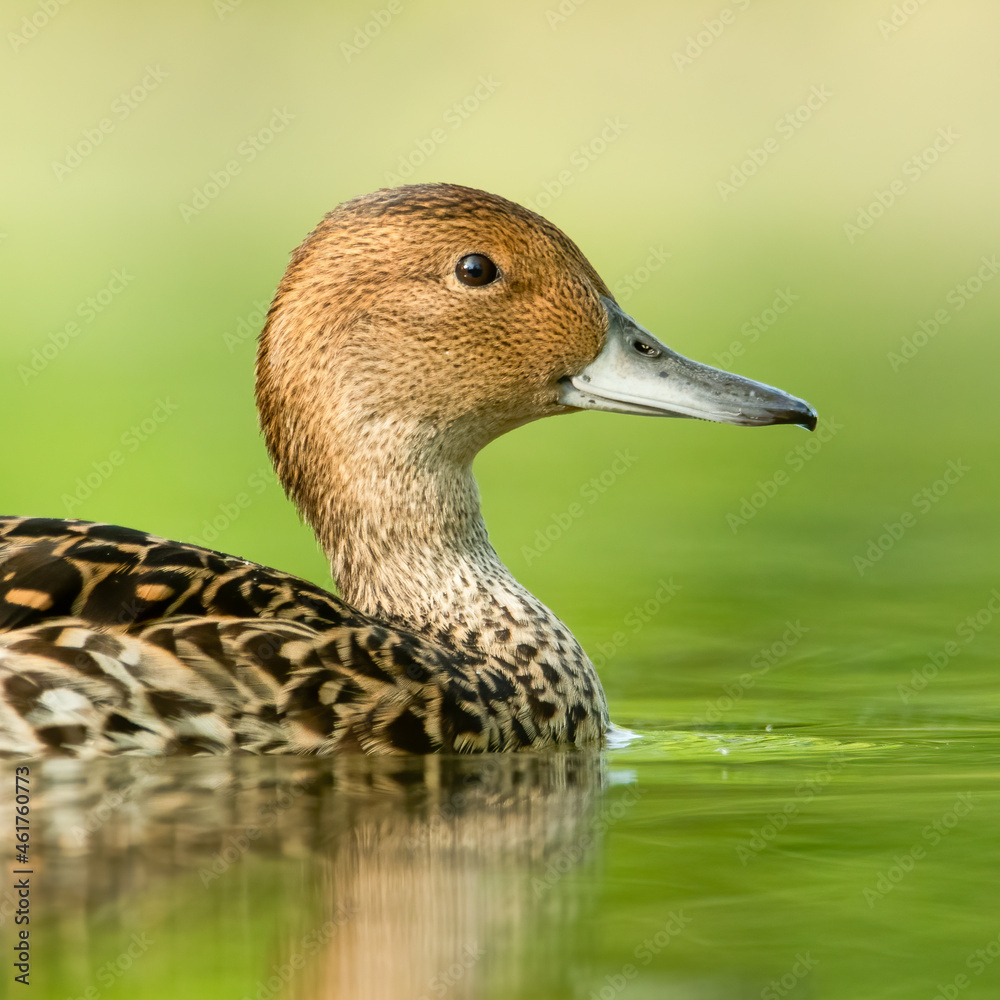 Northern pintail (Anas acuta) swimming on a small beautiful lake. Detailed portrait of a rare colourful duck in its habitat with soft background. Wildlife scene from nature. Czech Republic Northern pintail (Anas acuta) swimming on a small beautiful lake. Detailed portrait of a rare colourful duck in its habitat with soft background. Wildlife scene from nature. Czech Republic