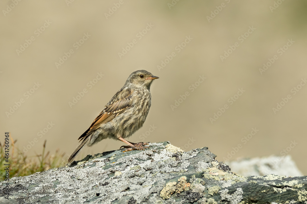 Alpine accentor (Prunella collaris) sitting on a rock. Detailed portrait of a beautiful mountain bird in its habitat with soft background. Wildlife scene from nature. Austria Alpine accentor (Prunella collaris) sitting on a rock. Detailed portrait of a beautiful mountain bird in its habitat with soft background. Wildlife scene from nature. Austria