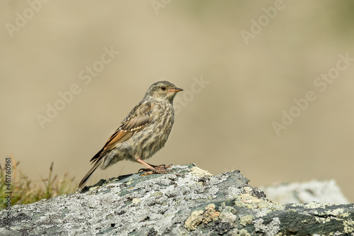 Alpine accentor (Prunella collaris) sitting on a rock. Detailed portrait of a beautiful mountain bird in its habitat with soft background. Wildlife scene from nature. Austria