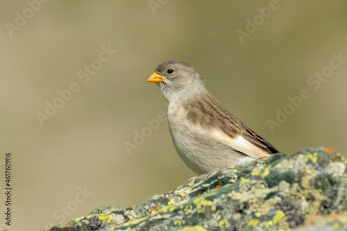 White-winged snowfinch (Montifringilla nivalis) sitting on a rock. Detailed portrait of a beautiful mountain bird in its habitat with soft background. Wildlife scene from nature. Austria