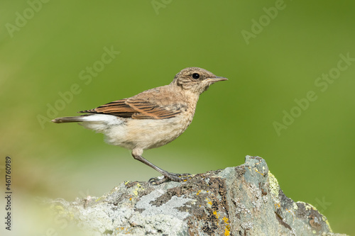 Northern wheatear (Oenanthe oenanthe) sitting on a rock and feeding a juvenile. Detailed portrait of a beautiful mountain bird in its habitat with soft background. Wildlife scene from nature. Austria