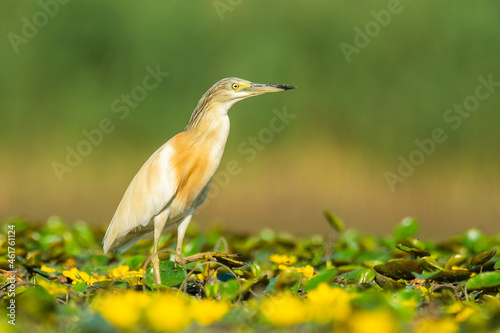 Squacco heron (Ardeola ralloides) a beautiful waterbird standing in the water of a muddy lake. Detailed portrait of an heronin its habitat. Wildlife scene from nature. Hungary