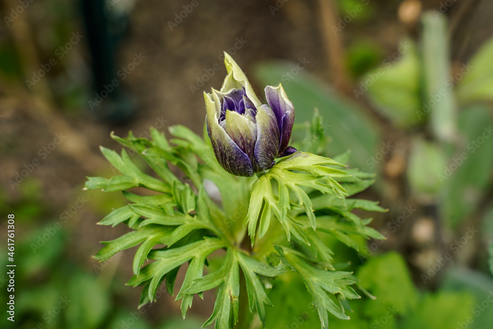 Dark purple anemone flower beginning to bloom. Anemone plant, greenery. Purple and white. Dark purple anemone flower beginning to bloom. Anemone plant, greenery. Purple and white.