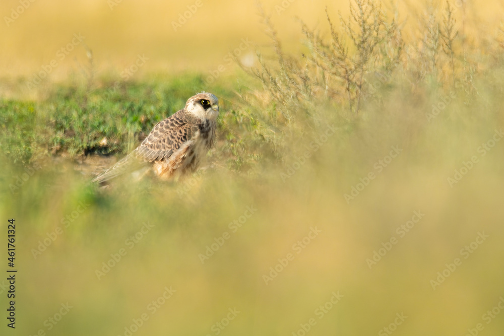 Red-footed falcon (Falco vespertinus) a beautiful bird of prey sitting on a perch with soft background. Detailed portrait of a falcon in its habitat. Wildlife scene from nature. Hungary Red-footed falcon (Falco vespertinus) a beautiful bird of prey sitting on a perch with soft background. Detailed portrait of a falcon in its habitat. Wildlife scene from nature. Hungary