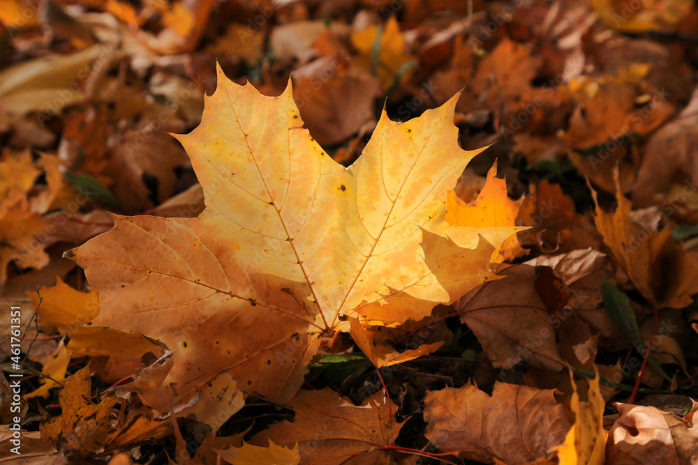 Autumn leaf of maple tree glowing in sunlight