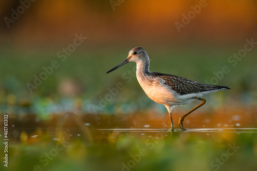 Common greenshank (Tringa nebularia) a beautiful shorebird standing in the water of a muddy lake. Detailed portrait of a wader in its habitat. Wildlife scene from nature. Hungary