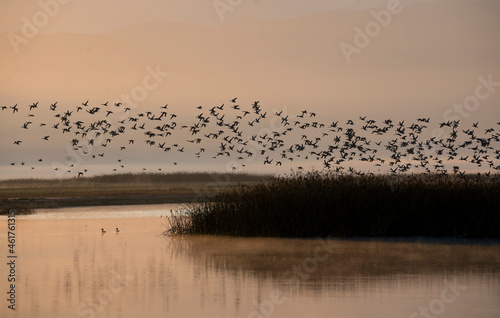 flock of ducks take off over a pond at sunrise in San jacinto wildlife area 