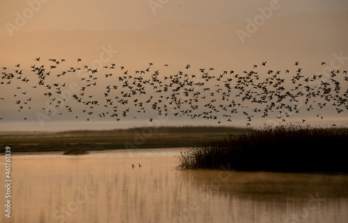 Flock of migrating ducks over a pond during sunrise