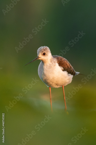 Black-winged stilt (Himantopus himantopus) a beautiful shorebird standing in the water of a muddy lake. Detailed portrait of a wader in its habitat. Wildlife scene from nauture. Hungary