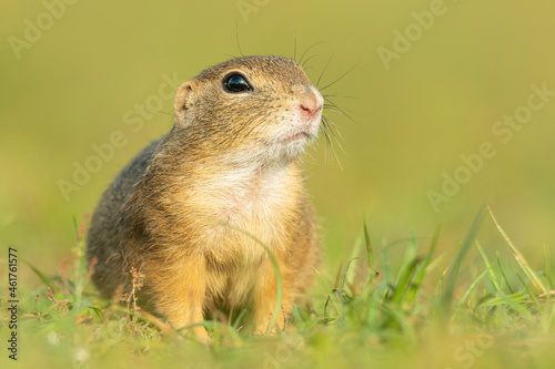 European ground squirrel (Spermophilus citellus) an adorable furry mammal living in the fields. Detailed portrait of a wild cute animal sitting in the grass with soft green background. Czech Republic © Lukas Zdrazil