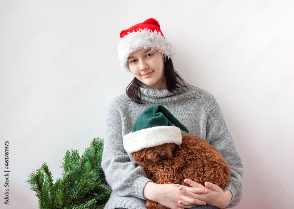 Fototapeta premium A teenage girl in a Santa hat holds a miniature poodle in her arms