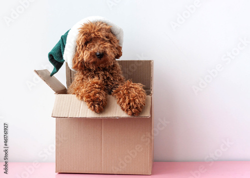 In a cardboard box sits a dog a miniature poodle in an elf hat