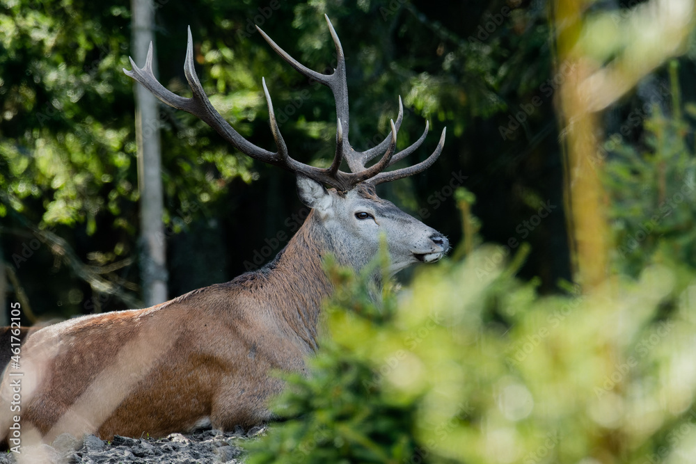 Red deer (Cervus elaphus) in the forest. Beautiful brown majestic mammal in its environment in rutting season with soft background. Wildlife scene from nature. Red deer (Cervus elaphus) in the forest. Beautiful brown majestic mammal in its environment in rutting season with soft background. Wildlife scene from nature.