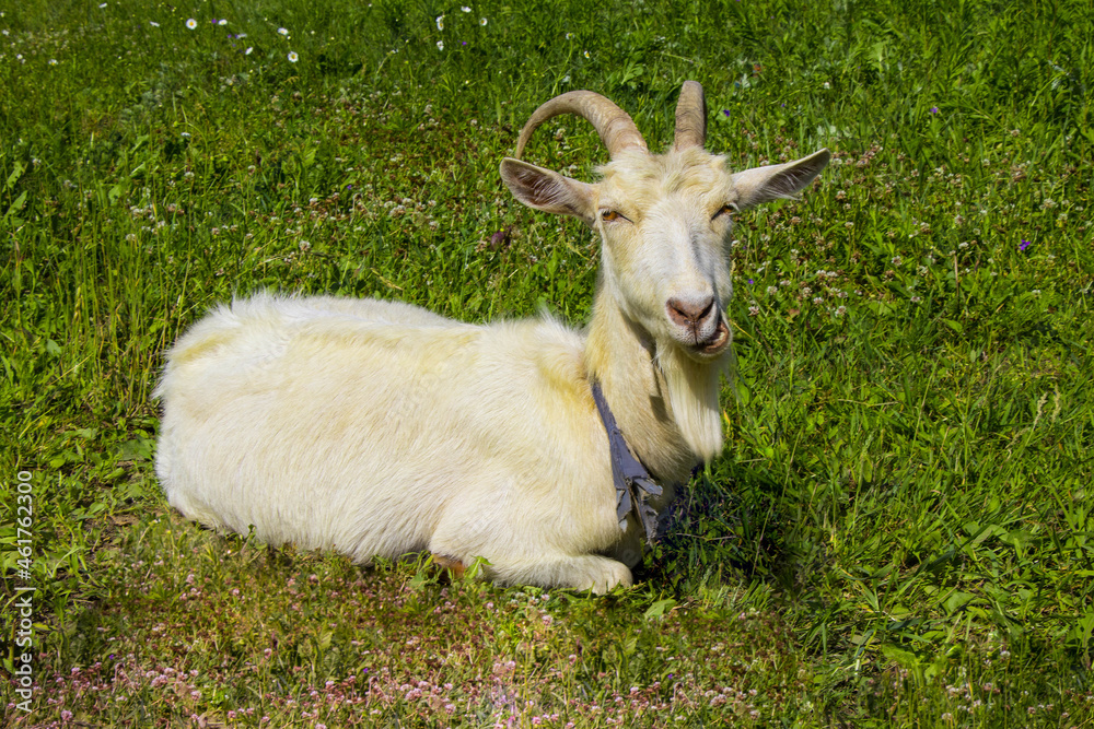 Laughing goat in the meadow Laughing goat in the meadow