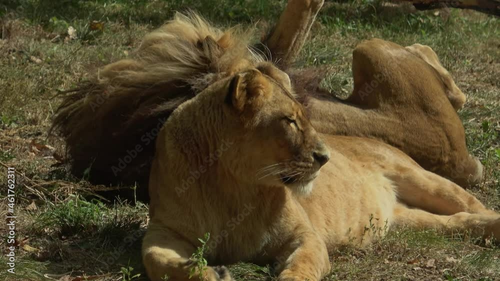 Lion and Lioness resting. Panthera leo bleyenberghi Lion and Lioness resting. Panthera leo bleyenberghi