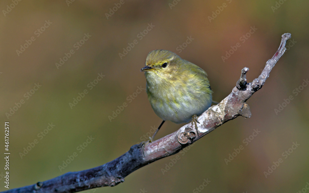 Obraz premium Common Chiffchaff (Phylloscopus collybita), Greece