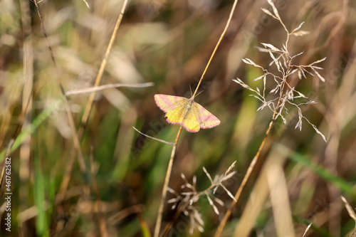 Portrait eines Rotbandspanners im Gras einer Wiese. photo