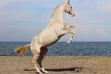 horse on the beach, the pearl horse flaunts on its hind legs by the sea,