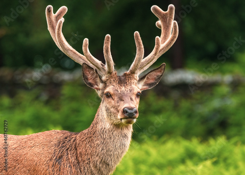 Red Stag Deer looking at the camera with woodland background