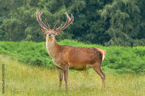 Red Deer Stag with woodland and bracken green background