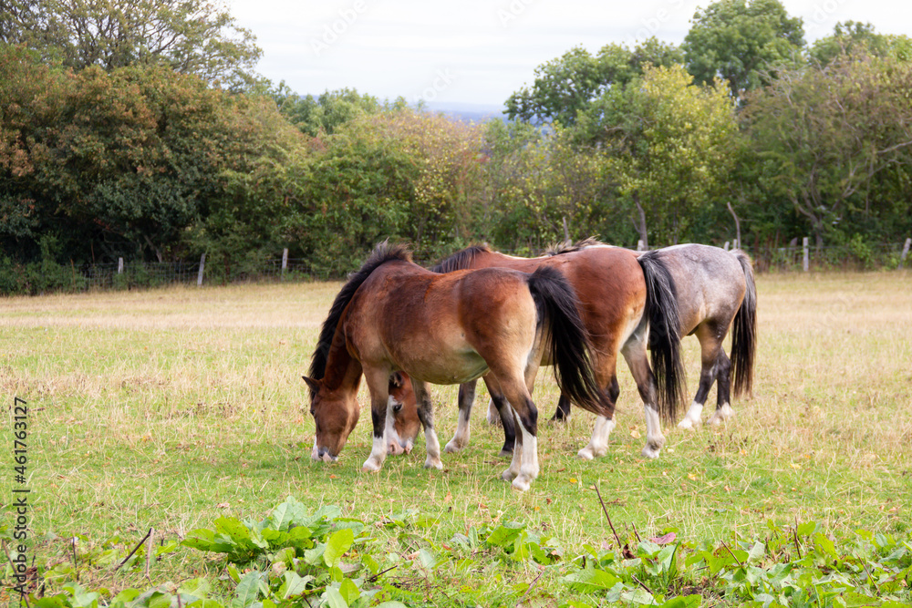 Three fat ponies grazing happily in their field on a summers day piling on the pounds and getting more and more unhealthy. Three fat ponies grazing happily in their field on a summers day piling on the pounds and getting more and more unhealthy.