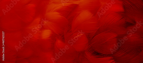 A bright red feather. Abstract blurred background made of bird plumage. Cabaret, holiday. Banner. Close-up, soft focus