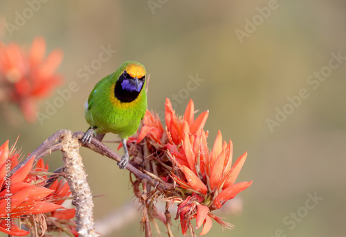 Golden-fronted leafbird.The golden-fronted leafbird is a species of leafbird. It is found from the Indian subcontinent and south-western China, to south-east Asia and Sumatra.  photo