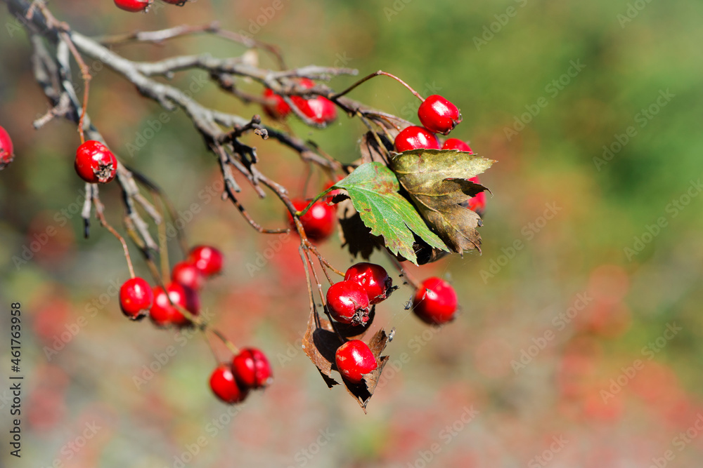 Crataegus. autumn forest red berries on a branch. Close-up of ripe winter fruits of red hawthorn with natural background. bokeh, place for text. hawthorn bush, berries in medicine, cosmetology Crataegus. autumn forest red berries on a branch. Close-up of ripe winter fruits of red hawthorn with natural background. bokeh, place for text. hawthorn bush, berries in medicine, cosmetology