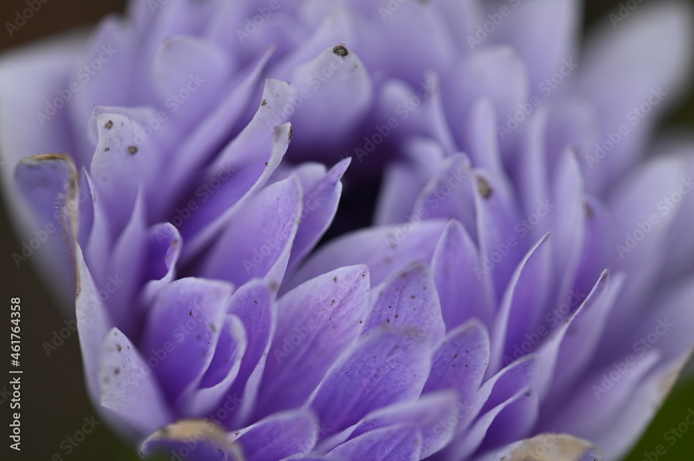 Natura Natura