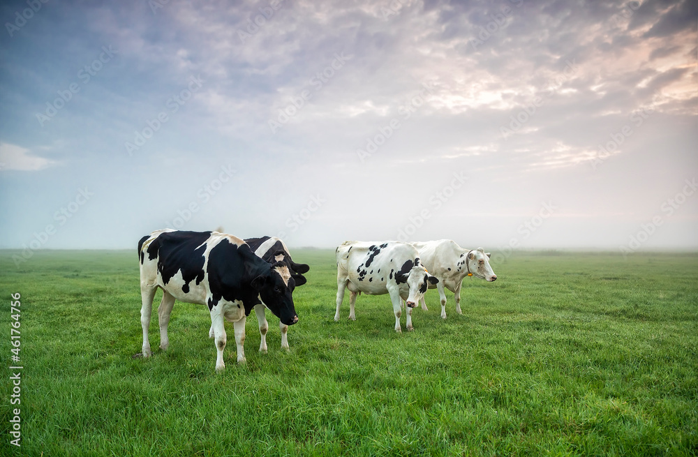 black and white cows grazing on green pasture black and white cows grazing on green pasture