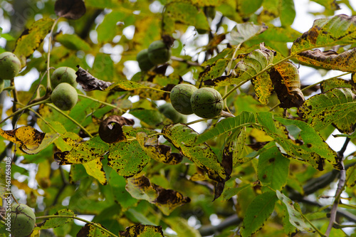 walnut on a branch. Juglans regia, autumn leaves. tree walnut, hard fruits with green peel. weigh on a branch. natural background, yellowing leaves