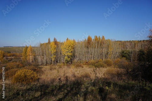 Forest landscape on a sunny autumn day