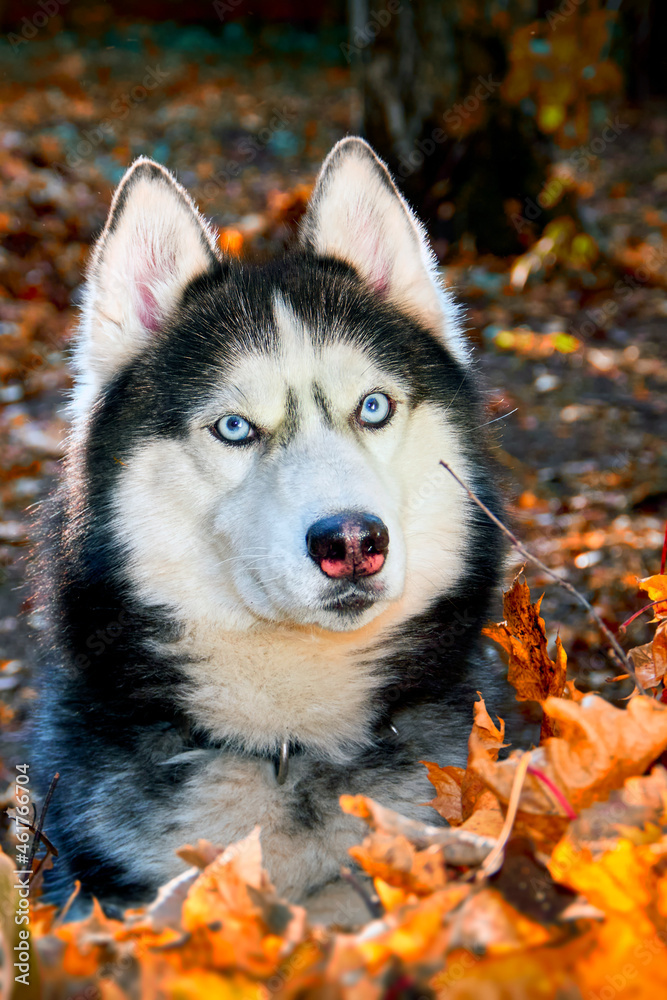 Portrait of a Siberian husky dog in an autumn sunny forest. Portrait of a Siberian husky dog in an autumn sunny forest.