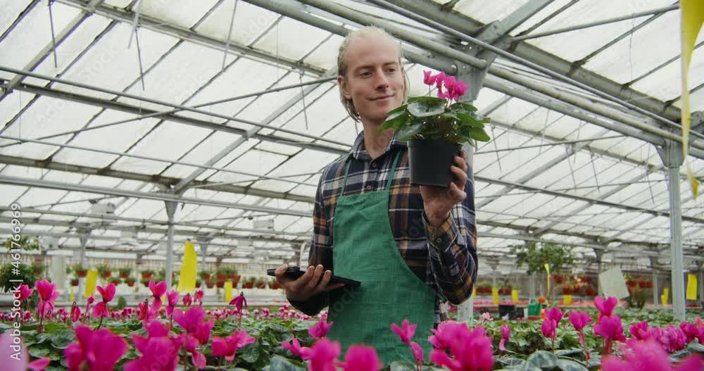 Man walks between tables with flowering plants in pots and checks their quality Man walks between tables with flowering plants in pots and checks their quality