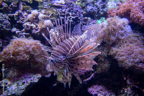 A tropical fish in aquarium close up. Purple.