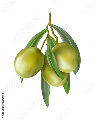 realistic vector icon. Green olives branch.