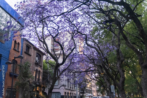 Beautiful view of jacaranda trees in street from Mexico City
